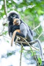 Embrace with love, a newborn Dusky Leaf Monkey is on a motherÃ¢â¬â¢s arms in the branches of tropical tree