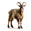 Goat isolated on white background. Animal with horns and long hair.