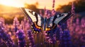 Nature\'s Harmony: Zebra Longwing Butterfly Amidst Lavender Bloomscape Royalty Free Stock Photo