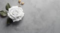 Sophisticated Simplicity: White Rose on Grey Surface with Understated Grace