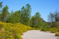 spring landscape dirt road in the forest against the blue sky with clouds Royalty Free Stock Photo