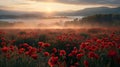 Misty Red Poppy Field at Sunrise. Soft Morning Light in Meadow Full of Flowers Royalty Free Stock Photo