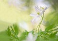 The embrace - Wood anemone wild flower