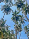 Embracing the Beauty of Coconut Palms Royalty Free Stock Photo