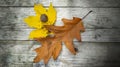 Embracing the Beauty of a Yellow Maple and Oak Leaf on a Textured Wooden Surface in the Background Royalty Free Stock Photo