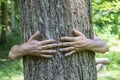 Embrassing the old tree gives a good feeling Royalty Free Stock Photo