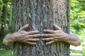 Embrassing the old tree gives a good feeling Royalty Free Stock Photo