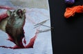 Embroidered brown fancy rat among pink cloth on a white aida canvas. Set of needles.