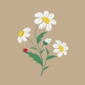 Embroidered chamomile flowers on a brown background. Vector illustration