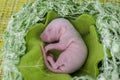 Embryo Beautiful mouse in the green Royalty Free Stock Photo