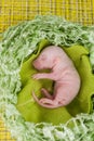 Embryo Beautiful mouse in the green Royalty Free Stock Photo