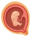 Embryo cartoon icon. Human pregnancy. Baby in uterus