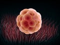 Embryo cleavage Royalty Free Stock Photo