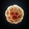 Embryo cleavage Royalty Free Stock Photo