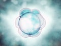 Embryo cleavage Royalty Free Stock Photo