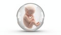 Embryo developing in vitro fertilization process concept Royalty Free Stock Photo