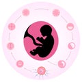 Embryo development diagram Royalty Free Stock Photo