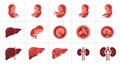 Embryo Development and Human Organs Illustration Royalty Free Stock Photo