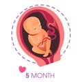 Embryo development 5 month fetus pregnancy and motherhood isolated icon Royalty Free Stock Photo