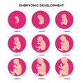 Embryo development month by month infographic elements with embryonics icons set in flat design. Pregnancy stages, fetal