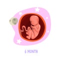 Embryo development. 6th month of pregnancy. Fetus connected with mother s body by umbilical cord. Vector design for Royalty Free Stock Photo