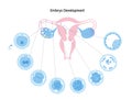 Reproductive system concept