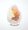 Embryo in the egg Royalty Free Stock Photo