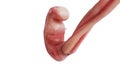 Embryo human unborn fetus