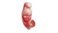 Embryo human fetus unborn