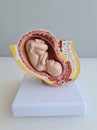Embryo model fetus for classroom education closeup