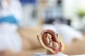 Embryo model, womans reproductive system, baby in belly, educational miniature