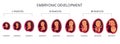 Embryo month stage growth, fetal development vector flat infographic icons. Medical illustration of foetus cycle from 1