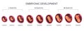 Embryo month stage growth, fetal development vector flat infographic icons. Medical illustration of foetus cycle from 1