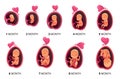 Embryo month stage growth, fetal development vector flat infographic icons. Medical illustration of foetus cycle from 1 Royalty Free Stock Photo