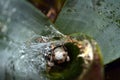 The embryo of the orange kneed tarantula in the reserve in Costa Rica Royalty Free Stock Photo