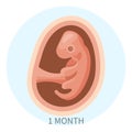 Embryo in the womb, first month. Development and growth of the fetus during pregnancy