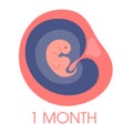 Embryo in womb first month. Fetal development and growth during
