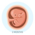 Embryo in the womb, second month. Development and growth of the fetus during pregnancy