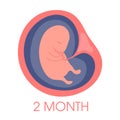 Embryo in womb second month. Fetal development and growth during