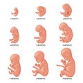 Embryo in the womb, set. Development and growth of the fetus at different stages of pregnancy