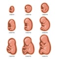 Embryo in the womb, set. Development and growth of the fetus at different stages of pregnancy