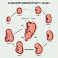 Embryo in the womb, set. Development and growth of the fetus at different stages of pregnancy Royalty Free Stock Photo