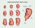 Embryo in the womb, set. Development and growth of the fetus at different stages of pregnancy Royalty Free Stock Photo