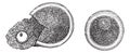 Embryology, vintage engraved illustration