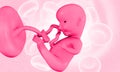 Embryonic development. Fetus Royalty Free Stock Photo