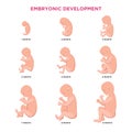 Embryonic development month by month cycle from 1 to 9 month to birth with embryo icons medical infographic elements