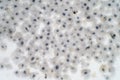 Embryonic stem cells colony under a microscope Royalty Free Stock Photo