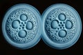 Embryonic stem cells division. Human cells under microscope. In vitro concept.