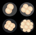 Embryos Royalty Free Stock Photo