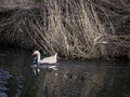 Emden Goose paired with a Canada Goose Royalty Free Stock Photo